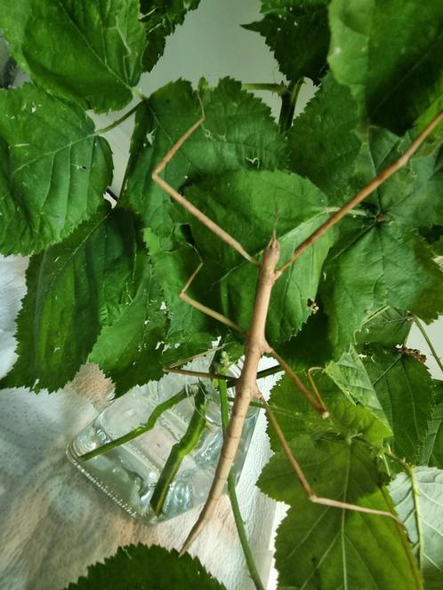 Eitjes wandelende tak: Entoria ishigakiensis, Dieren en Toebehoren, Insecten en Spinnen, Wandelende tak