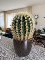 Grote cactus met pot, Ophalen, Cactus, Volle zon, Minder dan 100 cm