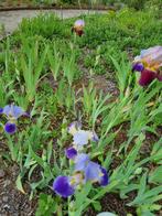 Iris, Volle zon, Vaste plant, Zomer, Ophalen