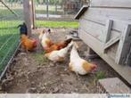 Krielkippen......., Dieren en Toebehoren, Pluimvee, Vrouwelijk, Kip