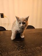 Britse Korthaar kittens, Meerdere dieren, Ontwormd