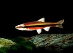 Notropis Luttipinnis - Koidream Valburg, Dieren en Toebehoren, Vissen | Aquariumvissen, Vis, Zoetwatervis