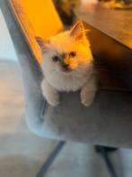 Mooi ragdoll kitten, mag het nest verlaten!, Dieren en Toebehoren, Katten en Kittens | Raskatten | Langhaar, Poes, Ontwormd, 0 tot 2 jaar
