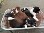 Wij zijn 8 vrolijke, lieve Border Collie pups!, Rabiës (hondsdolheid), 8 tot 15 weken, Collie, Meerdere