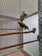 Koppel Venezuela amazone's., Meerdere dieren, Parkiet, Geringd