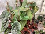 Bewortelde stekken van Begonia, Huis en Inrichting, Kamerplanten, Ophalen of Verzenden