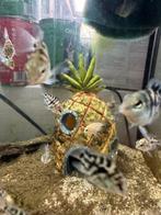 Parrot cichlide polar blue en platinum, Dieren en Toebehoren, Vis