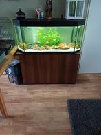 Te koop compleet aquarium 1.20, Ophalen, Zo goed als nieuw, Gevuld zoetwateraquarium