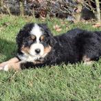 Te koop Berner Sennen pups, Parvo, Meerdere, Meerdere dieren, Nederland