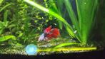 Betta Halfmoon mix Blauw/Rood, Dieren en Toebehoren, Vis, Zoetwatervis