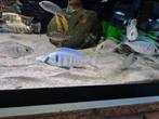 Malawi placidochromis electra likoma, Dieren en Toebehoren, Vis