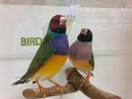 Mooie mannen Gouldamadine beschikbaar., Meerdere dieren, Tropenvogel