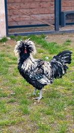 Kuifhoen Padua haan, Dieren en Toebehoren, Pluimvee, Mannelijk, Kip