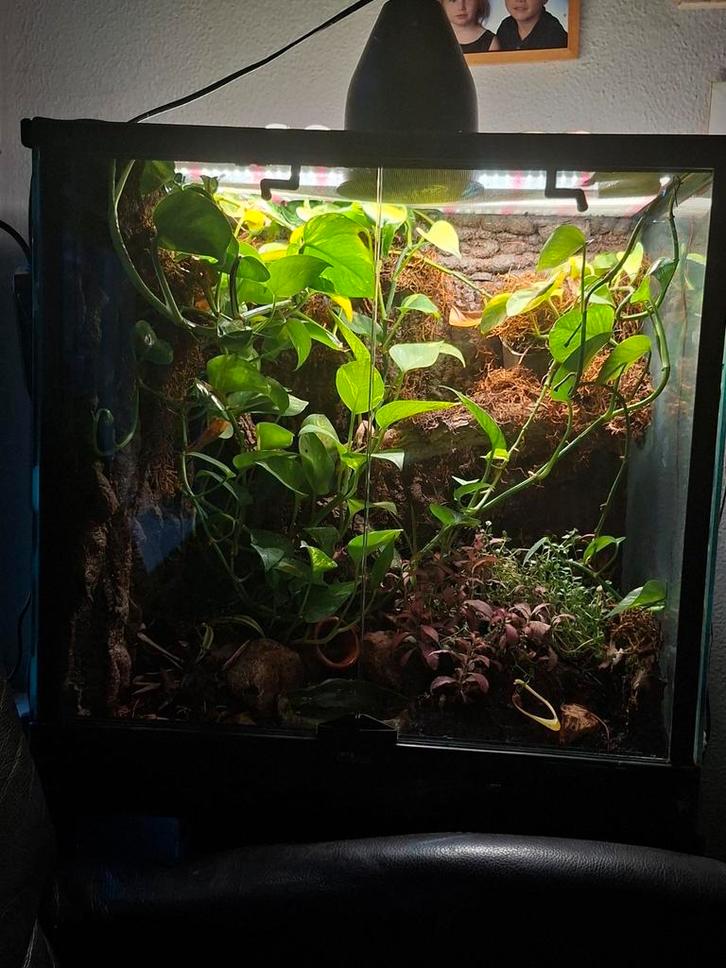 Terrarium/ paludarium met kikkers