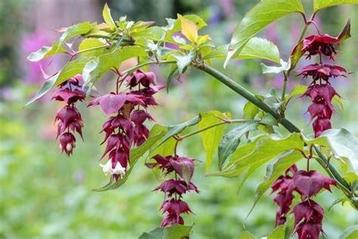 Fazantenbes of Leycesteria beschikbaar voor biedingen