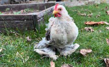 Cochin kriel kuiken 2 maanden haantje Coco beschikbaar voor biedingen