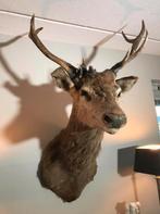 Opgezette Hertenkop met gewei, Verzamelen, Ophalen, Nieuw, Hert, Gewei of Kop