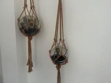 Cactussen in glazen bol beschikbaar voor biedingen