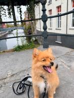 POMERIAAN PUP, Dieren en Toebehoren, Honden | Chihuahua's en Gezelschapshonden, Rabiës (hondsdolheid), 8 tot 15 weken, Eén hond