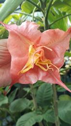 Brugmansia Bergkönigin dubbel roze, Tuin en Terras, Volle zon, Vaste plant, Zomer, Ophalen