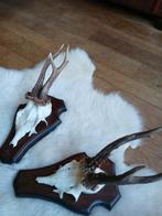 Gewei set van 2 erg mooie geweitjes, Ophalen of Verzenden