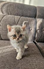 Prachtige grijze Britse Korthaar, Dieren en Toebehoren, Katten en Kittens | Raskatten | Korthaar, Kater, Gechipt