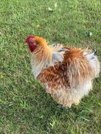 Haan Brahma, Dieren en Toebehoren, Pluimvee, Mannelijk, Kip