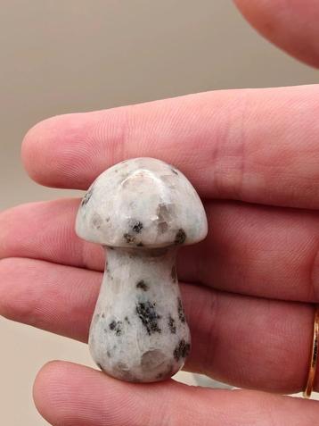 Kiwi Jaspis paddenstoel – groen met zwarte en witte vlekken beschikbaar voor biedingen