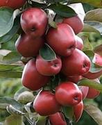 Gezocht gratis Fruit boom peren/appel/pruim etc, Overige soorten, Ophalen
