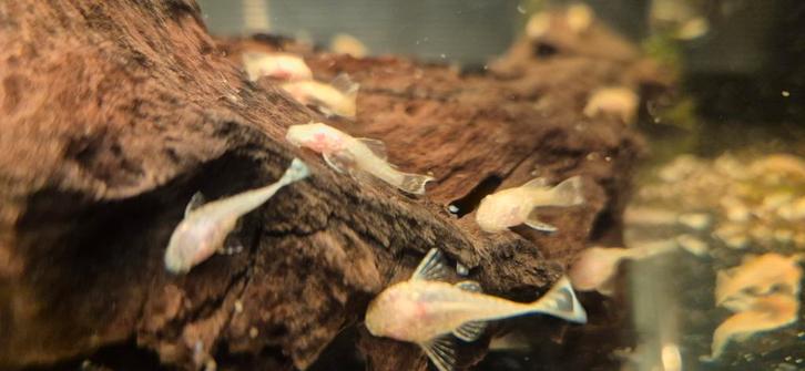 Kleine albino borstelneus ancistrus bodemkruipers, Dieren en Toebehoren, Vissen | Aquariumvissen, Zoetwatervis, Vis