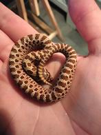 0.0.1 heterodon nasicus - haakneus slang, Dieren en Toebehoren, Slang, 0 tot 2 jaar