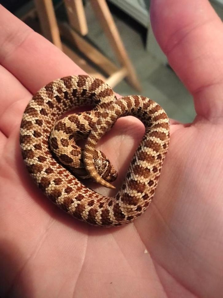 0.0.1 heterodon nasicus - haakneus slang