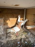 Te koop, Mannelijk, Postduif