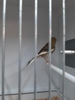 Timbrado pop, Dieren en Toebehoren, Vrouwelijk, Zangkanarie