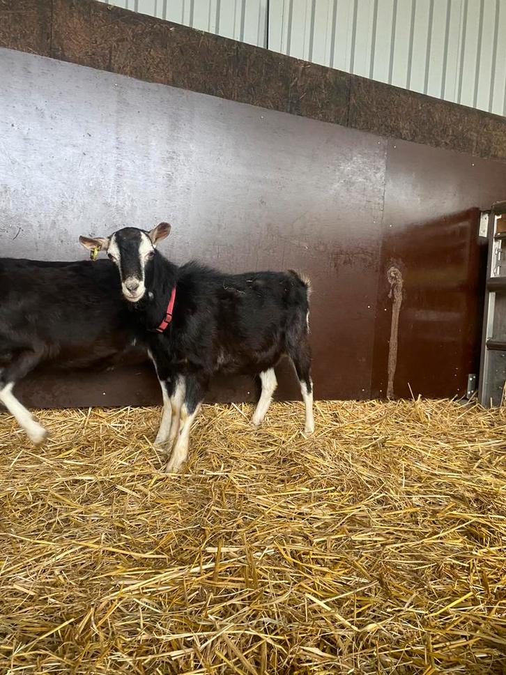 Dekbok zwarte Toggenburger/alpine ter dekking, Dieren en Toebehoren, Stalling en Weidegang