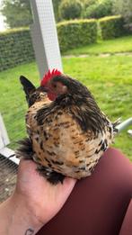 Gratis 3 sabelpootjes hanen en 1 zijdehoen haan, Dieren en Toebehoren, Pluimvee, Mannelijk, Kip