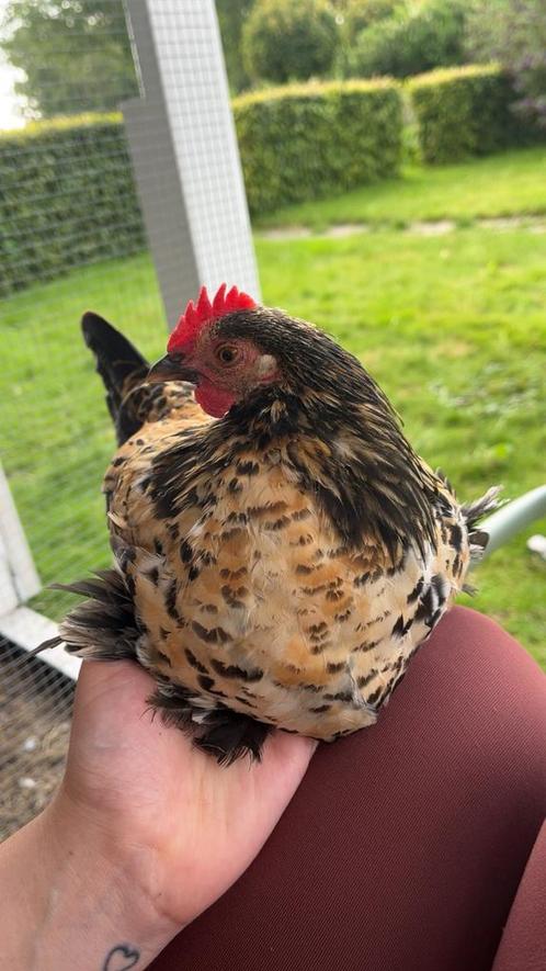 Gratis 3 sabelpootjes hanen en 1 zijdehoen haan, Dieren en Toebehoren, Pluimvee, Kip, Mannelijk
