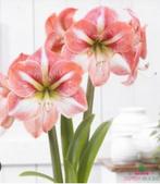Amaryllis bollen, Tuin en Terras, Ophalen, Volle zon