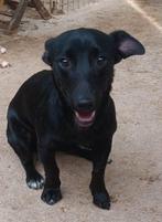 ACE: Noche is een klein en makkelijk hanteerbaar hondje, Dieren en Toebehoren, Honden | Niet-rashonden, Particulier, Rabiës (hondsdolheid)