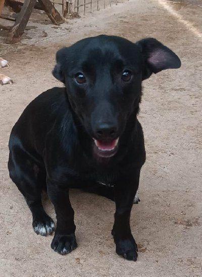 ACE: Noche is een klein en makkelijk hanteerbaar hondje, Dieren en Toebehoren, Honden | Niet-rashonden, Klein, Reu, Particulier