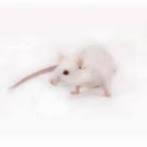 Levende muizen en ratten te bestellen bij csreptiles Venlo, Dieren en Toebehoren, Reptielen en Amfibieën, 0 tot 2 jaar, Schildpad