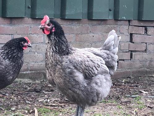 Bleu de Landes kalme robuuste grijze kip met een zwarte nek, Dieren en Toebehoren, Pluimvee, Kip, Meerdere dieren