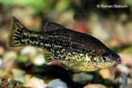 Ameca splendens (levendbarend)  grote (max 9cm) tandkarper, Dieren en Toebehoren, Vissen | Aquariumvissen, Vis, Zoetwatervis