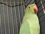 Halsbandparkiet, Dieren en Toebehoren, Vogels | Parkieten en Papegaaien, Parkiet