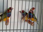Prachtige Gouldamadines te koop!, Dieren en Toebehoren, Vogels | Overige Vogels, Meerdere dieren, Tropenvogel, Geringd