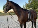 Lanmer Haanstra longeersingel compleet met onderlegger, Dieren en Toebehoren, Paarden en Pony's | Hoofdstellen en Tuigage, Ophalen of Verzenden