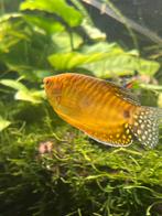 Gourami, Dieren en Toebehoren, Vis