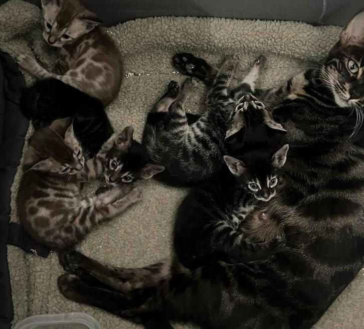 Prachtige Bengaal/Bengaalse Raskatten Kittens, Dieren en Toebehoren, Katten en Kittens | Overige Katten, Poes
