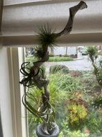 Tillandsias op hout, Huis en Inrichting, Kamerplanten, Ophalen of Verzenden, Halfschaduw, Minder dan 100 cm