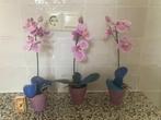 Drie roze Phalaenopsis orchidee sierbloem in paarse potjes, Ophalen of Verzenden, Zo goed als nieuw